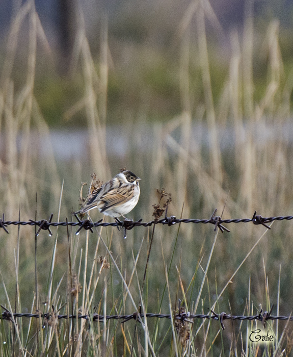 Migliarini di palude